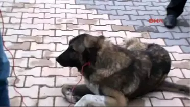 Adıyaman Ters Bacaklı Sahipsiz Köpek Ameliyat Ettirilecek