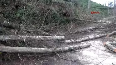 Rize?de Fırtına Çatıları Uçurdu, Ağaçları Devirdi