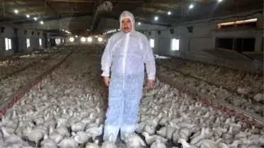 Balıkesir'de Tavuk Üreticileri Endişeli