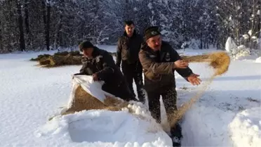 Yaban Hayvanları İçin Yem Bırakıldı