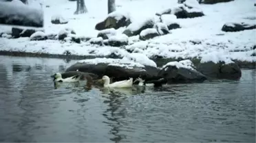 Yavru Ayıya Kardan Beşik