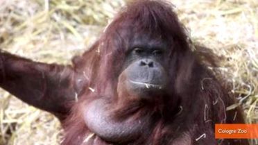 Wild-Born Orangutan Teaches Herself To 'Talk' Like A Human