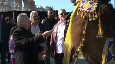 Selçuk'ta Deve Güreşleri Festivali Coşkuyla Başladı