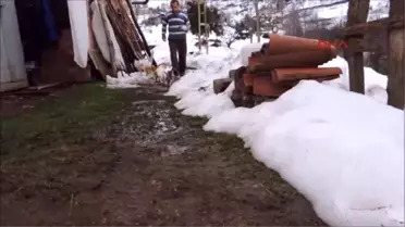 Rize -Barakada Topladığı Sokak Kedilerin Süt ve Etle Besliyor
