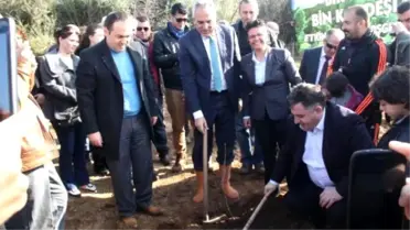 Kınık'ta Hatıra Ormanı İçin İlk Fidanlar Toprakla Buluştu