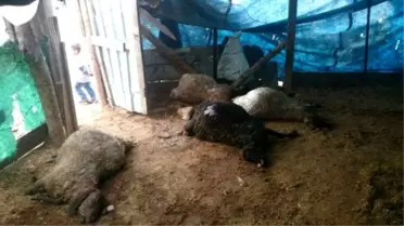 Ahıra Giren Köpekler,Koyunları Telef Etti