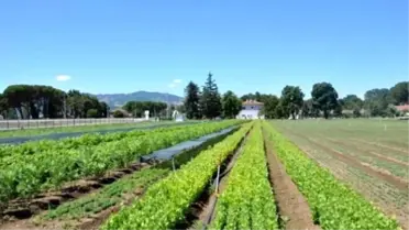 Samsun'da 50 Bin Adet Fidan Dikildi