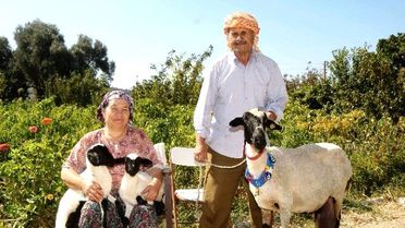 Sakız Koyunu Yetiştiricinin Elinde Islah Edilecek