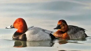 Zonguldak'ta Su Kuşu Sayımı Yapıldı