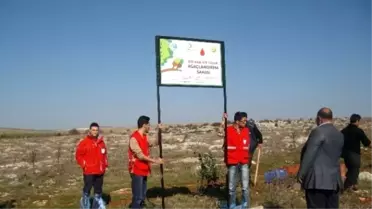 1 Kan 1 Fidan Projesi Hayat Veriyor