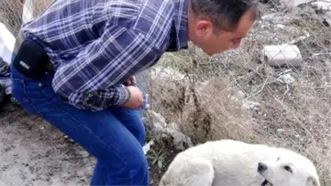 Yaralı Köpeği Sakinleştirip Tedaviye Götürdü