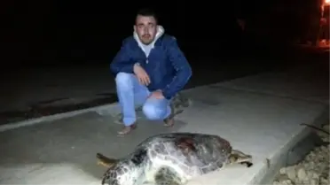 Lodos Deniz Canlılarını da Vurdu