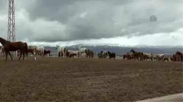 Sultansuyu'nun Yeni Gözdesi: Gobakbey
