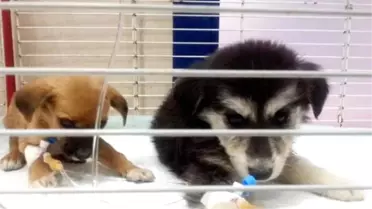 Ölüm Kampı'ndaki Köpeklere Sıcak Yuva