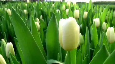 Suda Lale Tuttu, Sıra Soğan Üretiminde