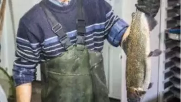 Alabalığın Yetişme Aşamaları Görenleri Adeta Büyülüyor