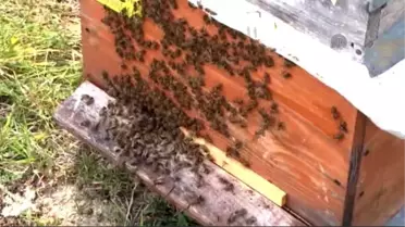 Arıcılarda Kar Sevinci