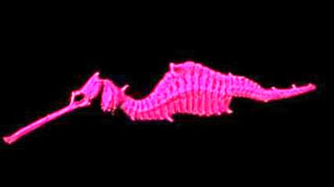 Scientists Discover Ruby Red Seadragon