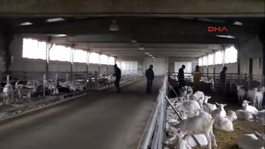 Bayramiç Çiftlikteki Bir Keçi Altız Doğurdu