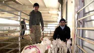 Saanen Keçisi Altız Doğurdu