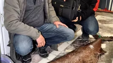 Datça'da Zehirli Okyanus Balığı Yakalandı