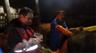 Gebe Hayvanlara Ultrasonlu Takip