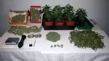 Manavgat Jandarmasından Esrar Operasyonu