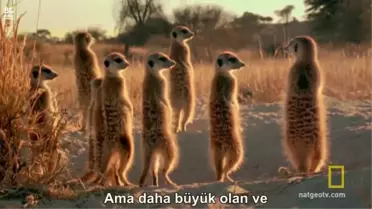 Kan Davalı Mirketler