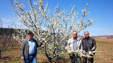 Bursa'da Çiçek Açan Meyve Ağaçlarını Don Vurdu