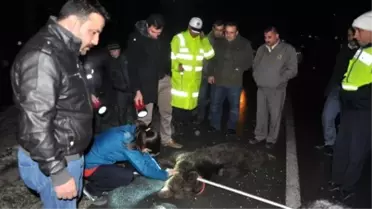 Aç Kalıp Yola İnen Ayı Tır'ın Çarpması Sonucu Ağır Yaralandı