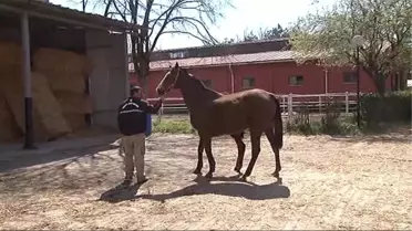 Geleceğin Şampiyon Tayları, Padoğa Çıktı