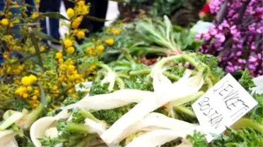 Ege'nin 300 Çeşit Otu Şifa Deposu