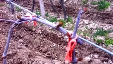 Üzüm Bağlarını Don Vurdu
