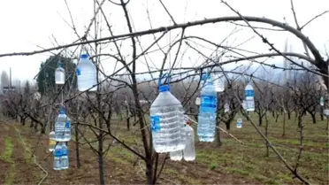 Ağaç Dallarına Pet Şişe Asan Çiftçinin İlginç Yöntemi