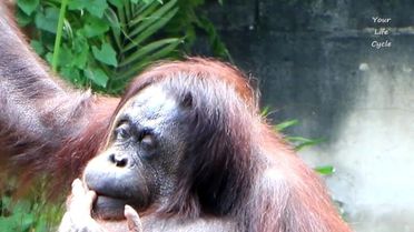 Bu Orangutan'ın Yemek Yeme Alışkanlığı Başka