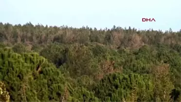 Çanakkale Gelibolu'da Şehitlerin Yorganı Olan Ormanlar Kuruyor