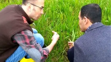 Tarlalarda Yapılan Kontrollerde Ürün Kökleri Çürük Çıktı
