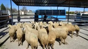 Sosyal Yardımlaşma ve Dayanışma Vakfı Tarafından Bor'da 500 Koyun ve 20 Koç Dağıtıldı