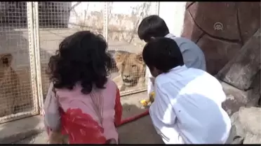 Pakistan'da Dünyaya Gelen Aslan Yavruları