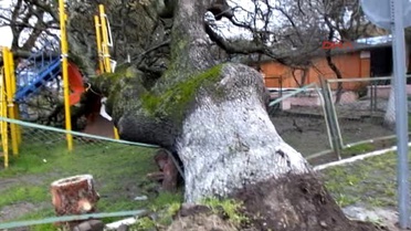 Tarihi Meşe Ağacı Çocuk Parkına Devrildi