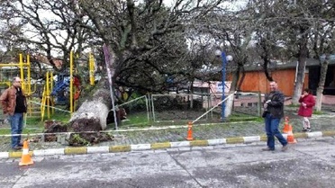 Tarihi Meşe Ağacı Çocuk Parkına Devrildi