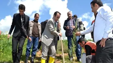 Savcı Kiraz İçin Fidan Dikildi