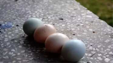 Sarı Tavuğun Mavi Yumurtası Şaşırttı