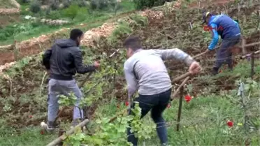 Silopi- Cudi Dağı'nın Bir Tarafında Kış, Diğer Tarafında Bahar Mevsimi Yaşanıyor