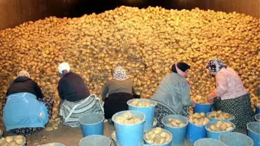 Kriz Olabilecek Patates Sıkıntımız Yok'