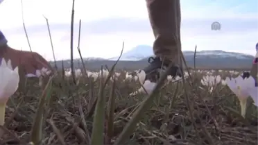 Eleşkirt'te Baharın Müjdecisi Çiçekler Açtı