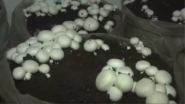 Kaymakamlık Odasında 'Kültür Mantarı' Yetiştiriyorlar