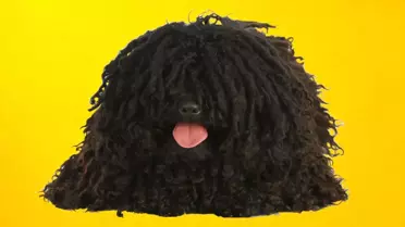 Dünyanın En İlginç Görünümlü 11 Köpek Irkı