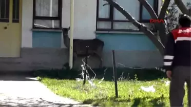 Akşehir'de Kızıl Geyik Kurtarma Operasyonu
