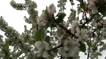 Konya Meyve Ağaçları Ateş Yakılarak Dondan Korunmaya Çalışıldı